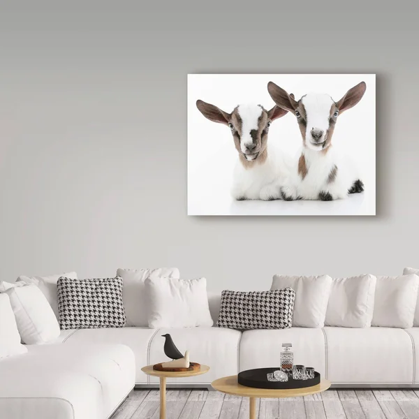Trademark Art Andrea Mascitti Puppies &Baby Goats& Canvas Art