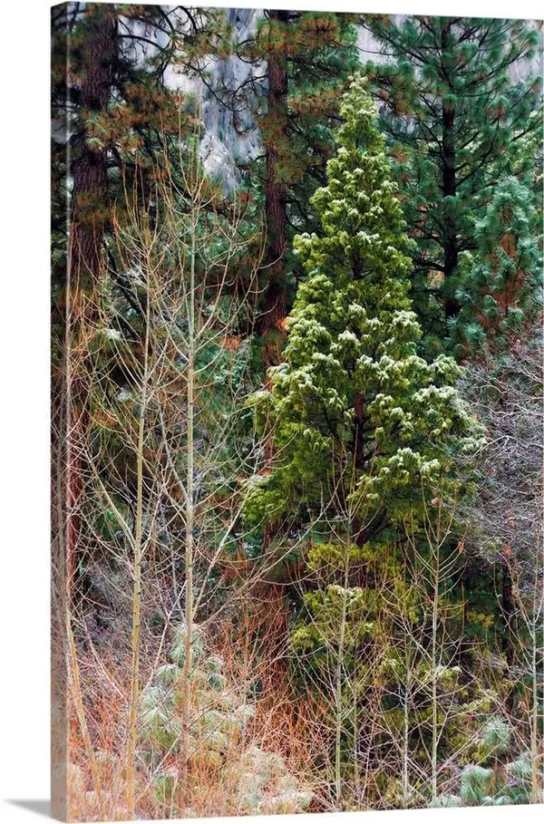 Mixed Forest in Winter - Yosemite Valley, Yosemite National Park, California, Canvas Wall Art, 40x60, Great Big Canvas