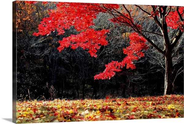 Red Tree, Large Solid-Faced Canvas Wall Art Print, Great Big Canvas