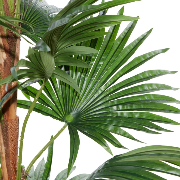 Fountain Palm Tree Artificial Decorative Foliage for Indoors 65x22 Green - 34X31X65