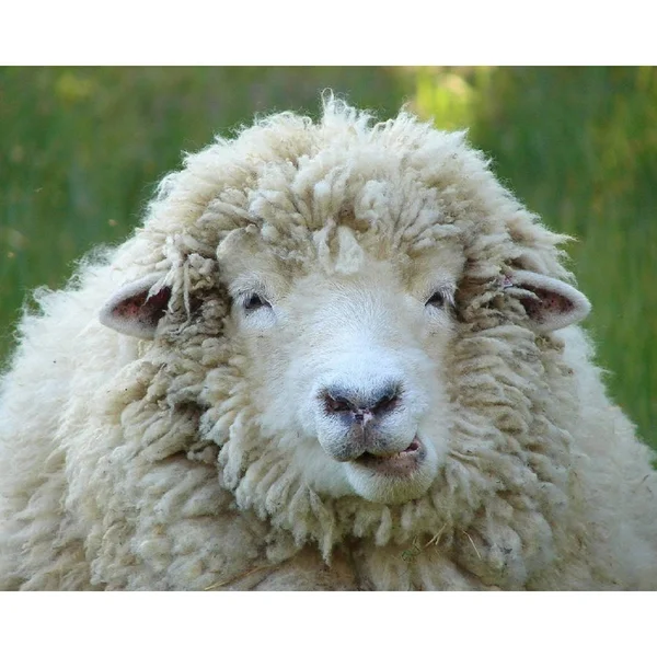 Pendleton National Parks Acadia Queen Blanket - ZA131 Acadia Q