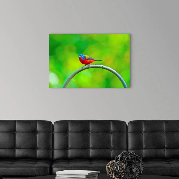 North America - USA, Florida, Immokalee, Painted Bunting, Large Solid-Faced Canvas Wall Art Print, Great Big Canvas