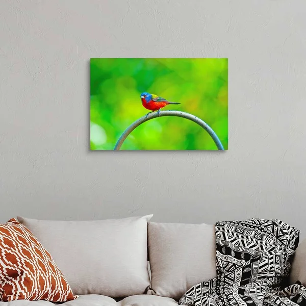 North America - USA, Florida, Immokalee, Painted Bunting, Large Solid-Faced Canvas Wall Art Print, Great Big Canvas