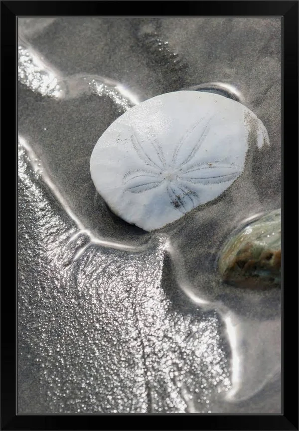 Sand Dollar - Black Framed Wall Art, 24x36, Great Big Canvas