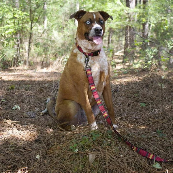Pendleton National Park Yellowstone Hiker Dog Leash