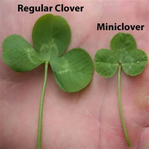 Outsidepride White Miniclover Seeds - 5 lbs