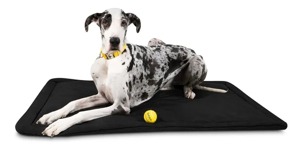 Tough Crate Pad - K9 Ballistics, Chew Resistant and More, Black, Small (29x22x18x22)