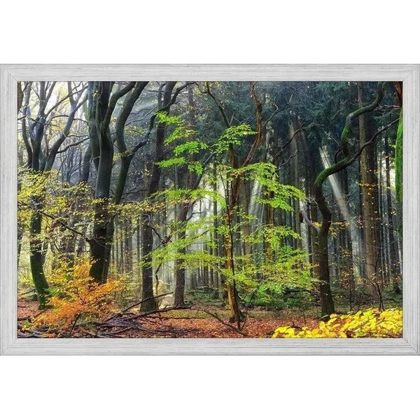 Easy Art Prints Lars Van De Goor's 'Colors of The Forest IV' Premium Canvas Art - 12 x 18 - Brazilian Barnwood Frame
