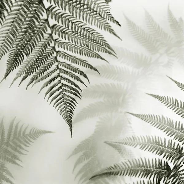 Easy Art Prints Alan Blaustein's 'Ferns NO. 1' Premium Canvas Art (30 x 30)