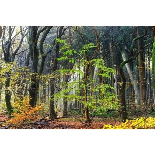 Easy Art Prints Lars Van De Goor's 'Colors of The Forest IV' Premium Canvas Art - 12 x 18 - Brazilian Barnwood Frame