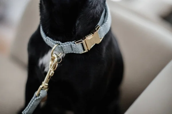 Kentucky Dogwear Dog Collar Wool