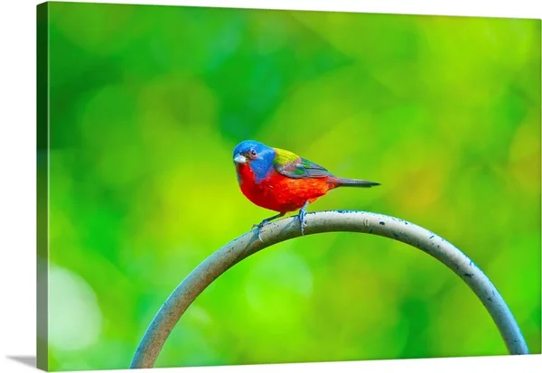 North America - USA, Florida, Immokalee, Painted Bunting, Large Solid-Faced Canvas Wall Art Print, Great Big Canvas