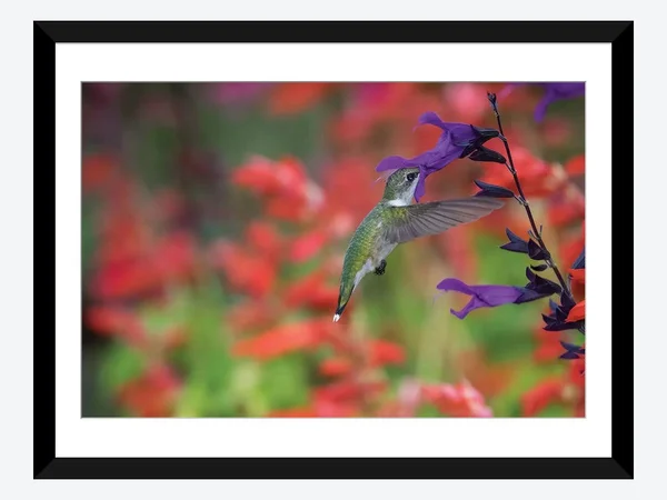 Framed Poster Prints - Ruby-Throated Hummingbird on Purple Majesty salvia. Marion County - Illinois. by Richard & Susan Day (