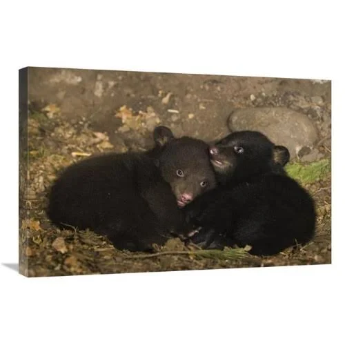 20 x 30 in. Black Bear 7 Week Old Cubs Playing in Den. One Cub Shows Brown Color Phase While The Other Shows Black Color Phase A