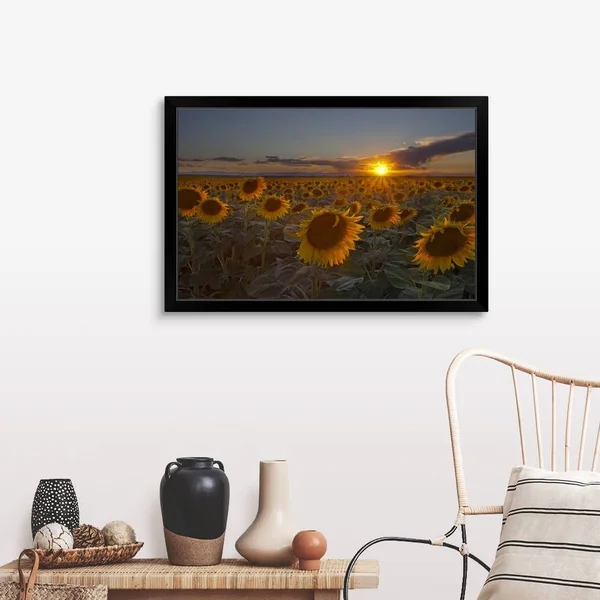 Beautiful Sunflower Field at Sunset in Rural Colorado. - Black Framed Wall Art, 36x24, Great Big Canvas