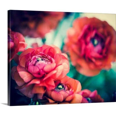 &Ranunculi& Sonja Quintero Photographic Print Great Big Canvas Format: Canvas, Size: 24x22 H x 30x22 W x 1.5x22 D