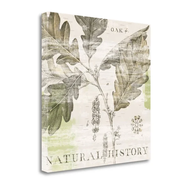 Tangletown Fine Art Natural History Oak IV by Sue Schlabach - Giclee Print on Wrap Canvas, 30x30x22
