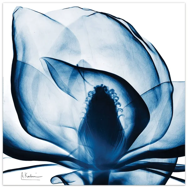 Porch & den Blue Magnolia X-Ray Frameless Floating Glass Panel Art