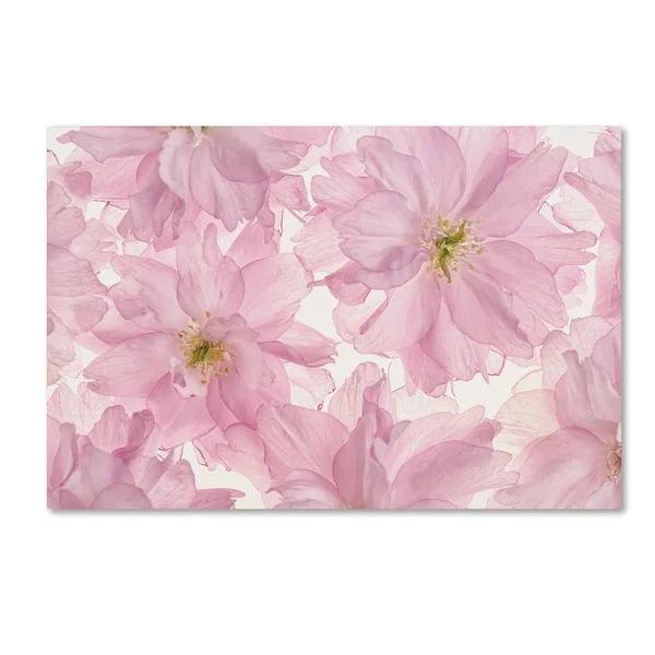 Trademark Fine Art &Pink Cherry Blossom& Canvas Art by Cora Niele, Size: 16 x 24
