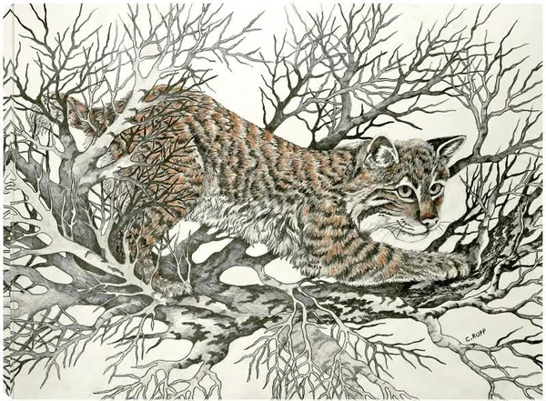 Bobcat Prowl Canvas Art by Carol J Rupp 32x24 Fineartcanvas