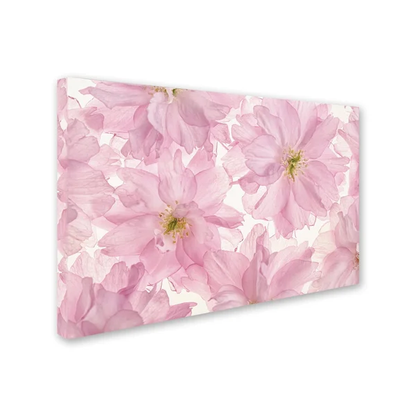 Trademark Fine Art &Pink Cherry Blossom& Canvas Art by Cora Niele, Size: 16 x 24