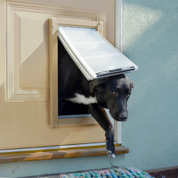 Endura Flap Double Flap Pet Door for Doors - Black - Medium