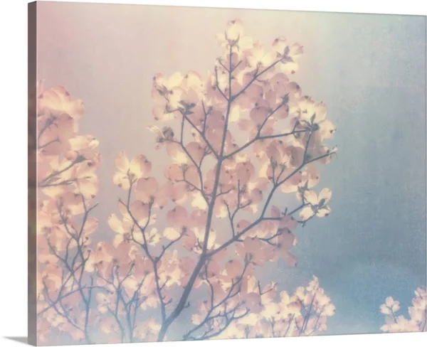 Flowering Dogwood I - Large Solid-Faced Canvas Wall Art Print, Great Big Canvas