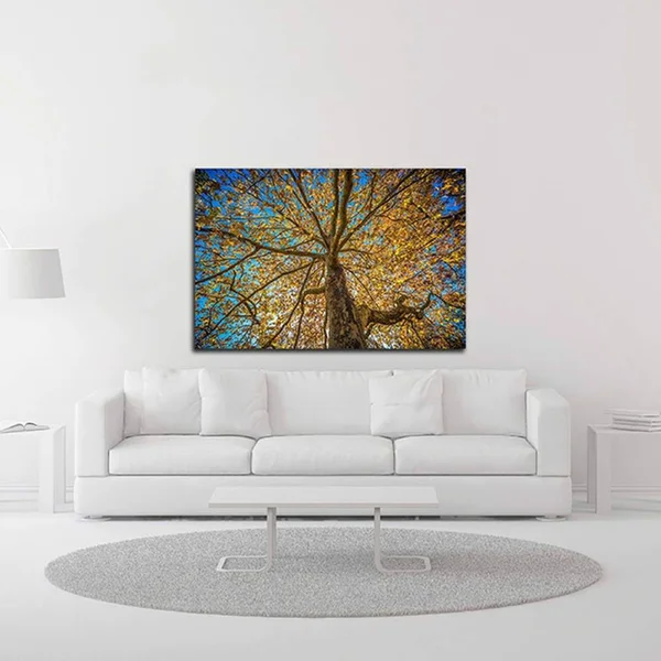 Tangletown Fine Art 24x22 x 36x22 Fall Tree by Tim Oldford Print on Canvas