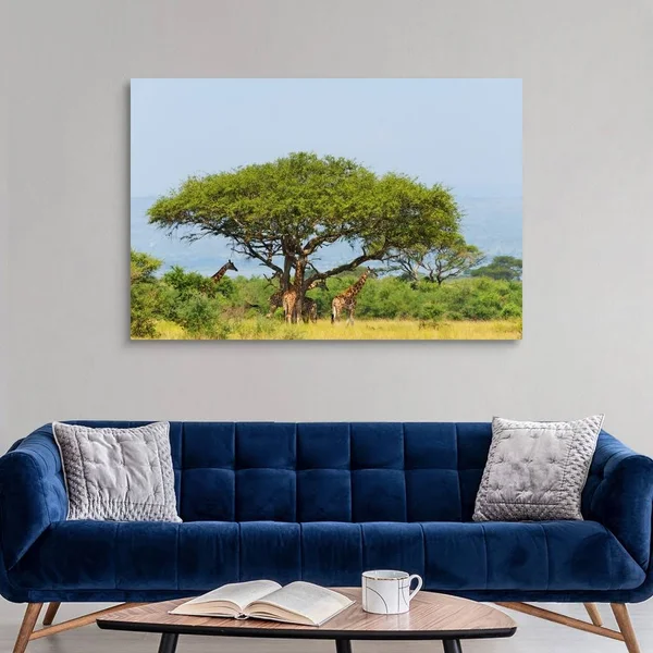 Giraffes Under An Acacia Tree on The Savanna - Murchison Falls National Park, Uganda, Canvas Wall Art, 60x40, Great Big Canvas