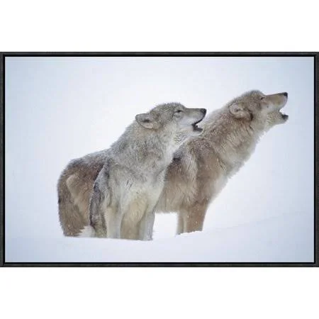 Global Gallery Timber Wolves Close-up Portrait of Pair Howling in Snow - North America by Tim Fitzharris Framed Photographic Prin