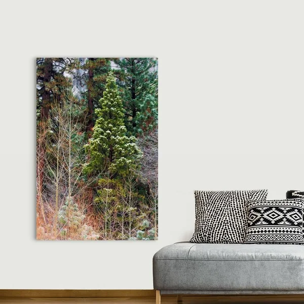 Mixed Forest in Winter - Yosemite Valley, Yosemite National Park, California, Canvas Wall Art, 40x60, Great Big Canvas