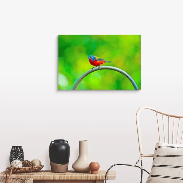 North America - USA, Florida, Immokalee, Painted Bunting, Large Solid-Faced Canvas Wall Art Print, Great Big Canvas