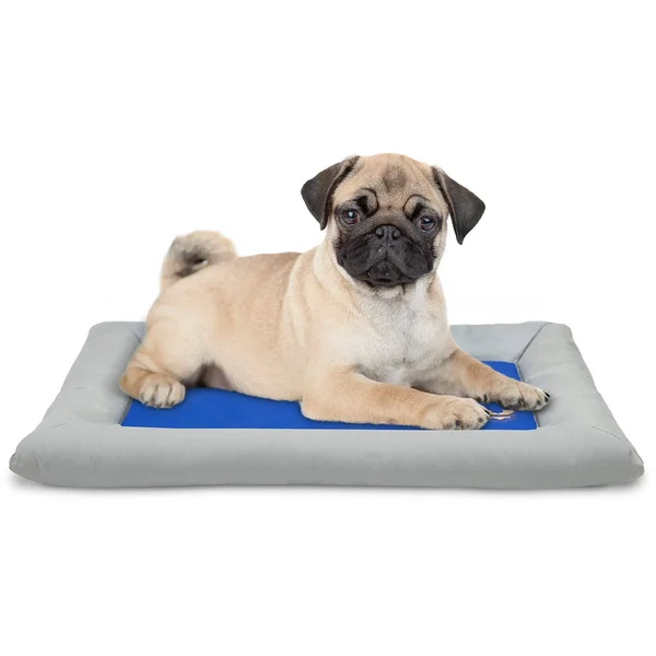 ARF Pets Dog Self Cooling Bed Pet Bed Solid Gel Based Self Cooling Mat for Pets, Includes A Foam Based Bolster Bed for Extra Com