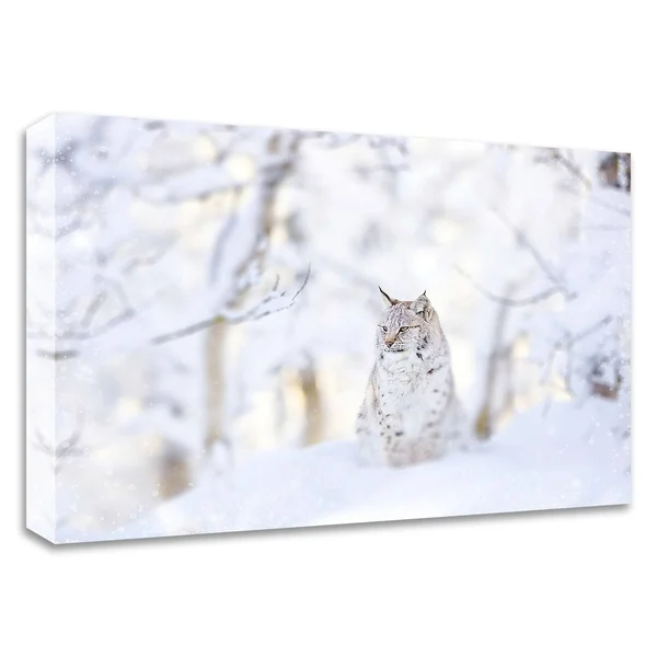 15x22 x 21x22 Snow Lynx by PhotoINC Studio Print on Canvas