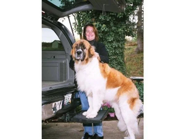 Otto Step Plus - Size: 16L x 2H x 18W