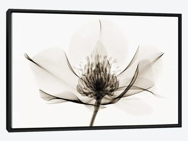 Framed Canvas Art - Hellebore I by Robert Coop ( Floral & Botanical > Flowers art)
