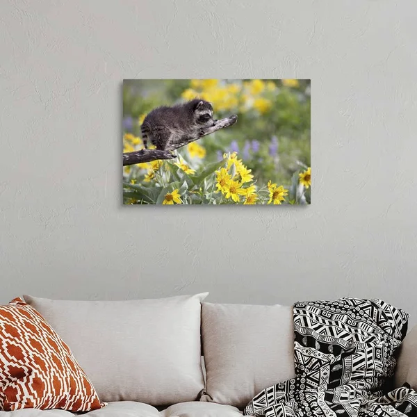 Baby Raccoon in Captivity, Animals of Montana, Bozeman, Montana, Large Solid-Faced Canvas Wall Art Print, Great Big Canvas