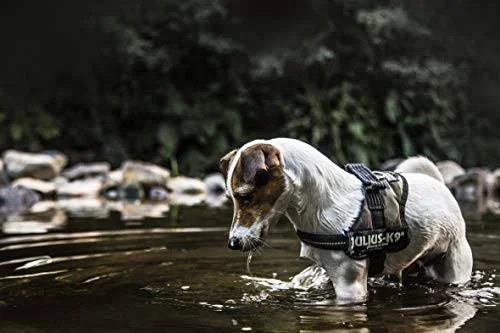 Julius-K9 Powerharness Camouflage Size 2