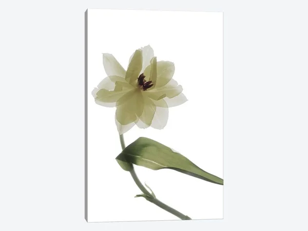 iCanvas X-Ray Tulip II Art by Judy Stalus Canvas Art Wall Decor ( Floral & Botanical > Flowers > Tulips art)