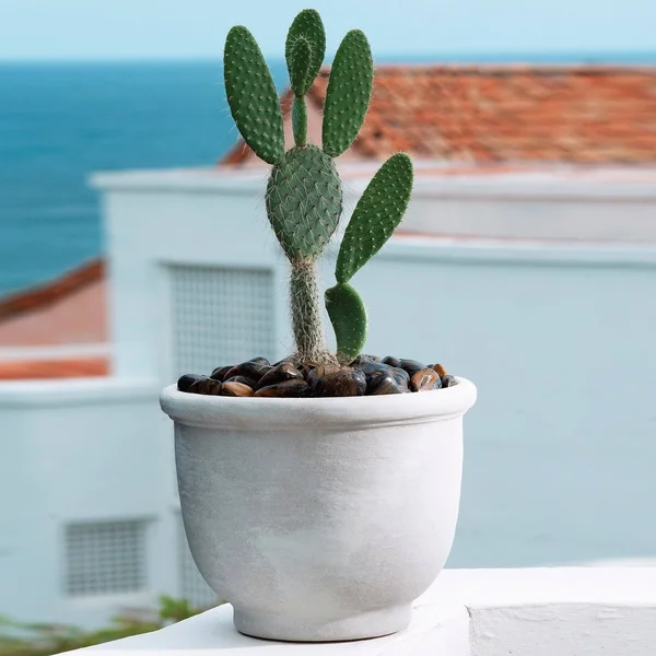Crescent Garden Agave Planter - Rust, 14-inch