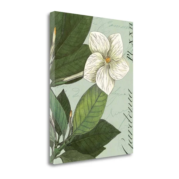 Giclee Print on Gallery Wrap Canvas Botanique Bleu III by Wild Apple Portfolio Green 18x22 x 23x22 - Cotton