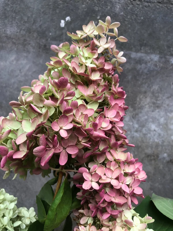Dried Hydrangea Flowers